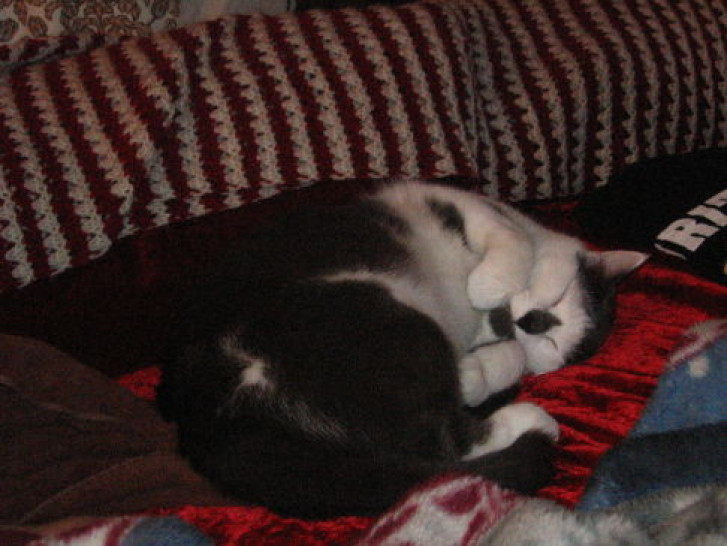 Picture of a cat / kitten / feline