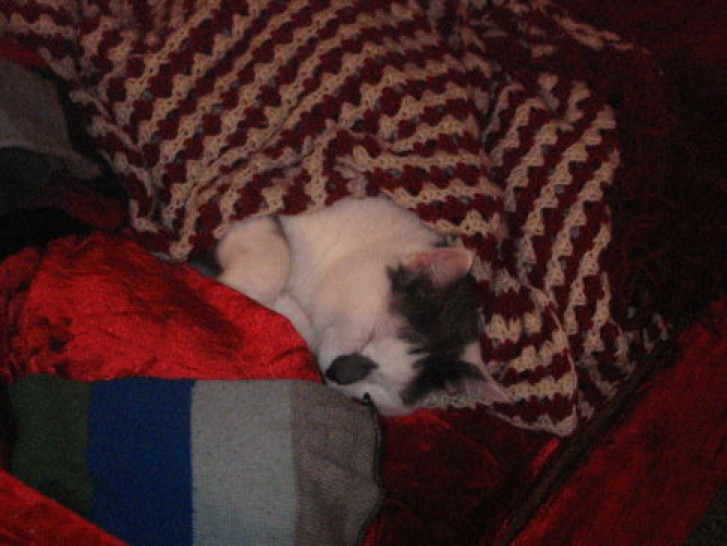 Picture of a cat / kitten / feline