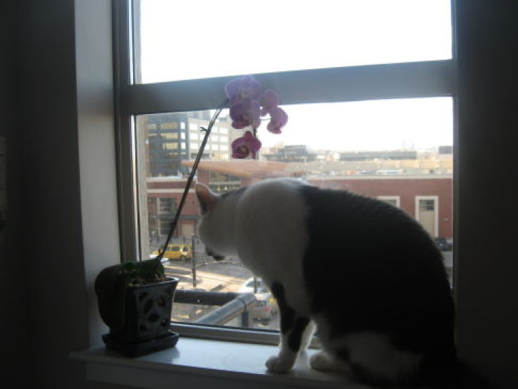 Picture of a cat / kitten / feline