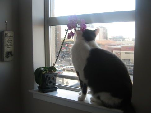 Picture of a cat / kitten / feline