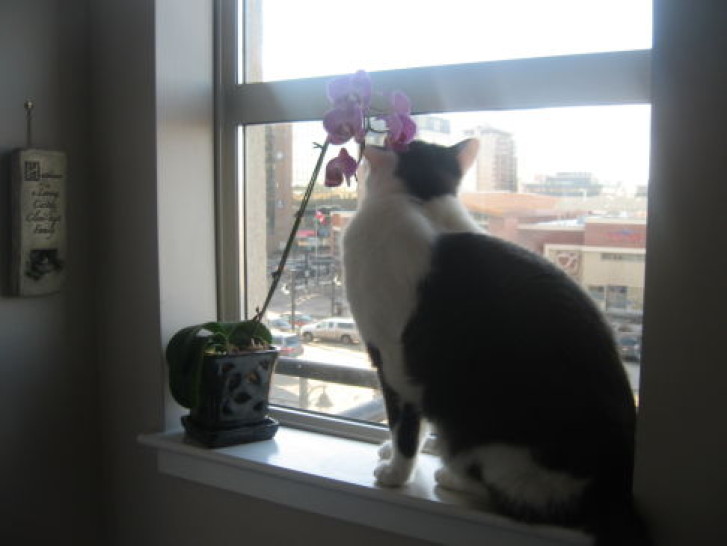 Picture of a cat / kitten / feline