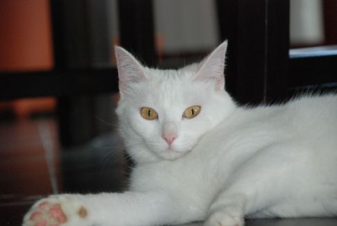 Picture of a cat / kitten / feline