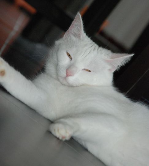 Picture of a cat / kitten / feline