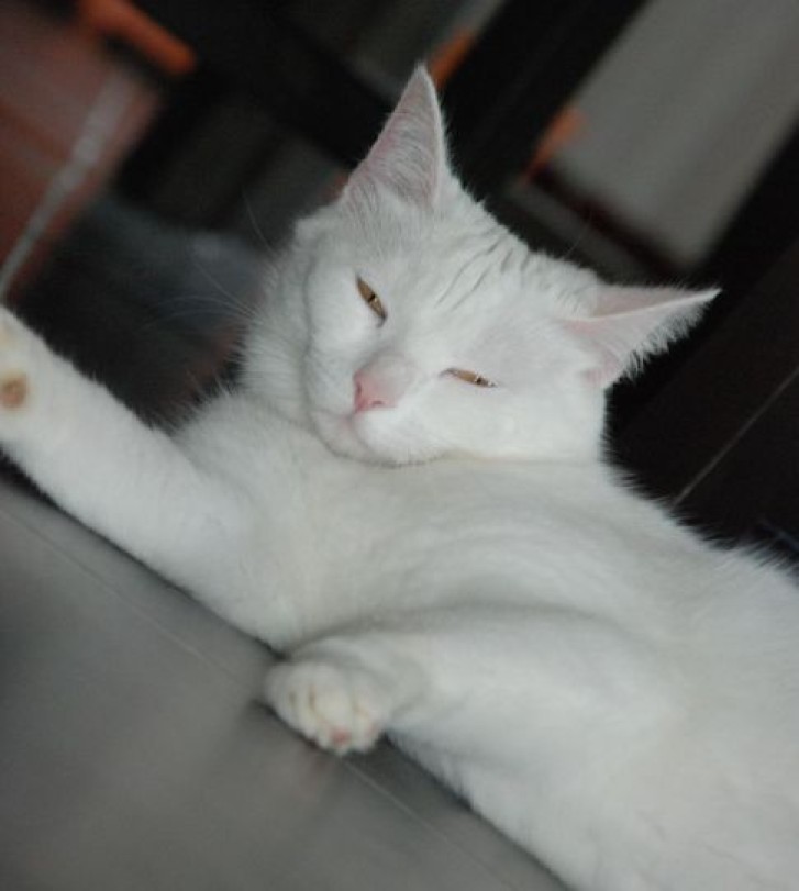 Picture of a cat / kitten / feline