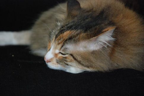 Picture of a cat / kitten / feline