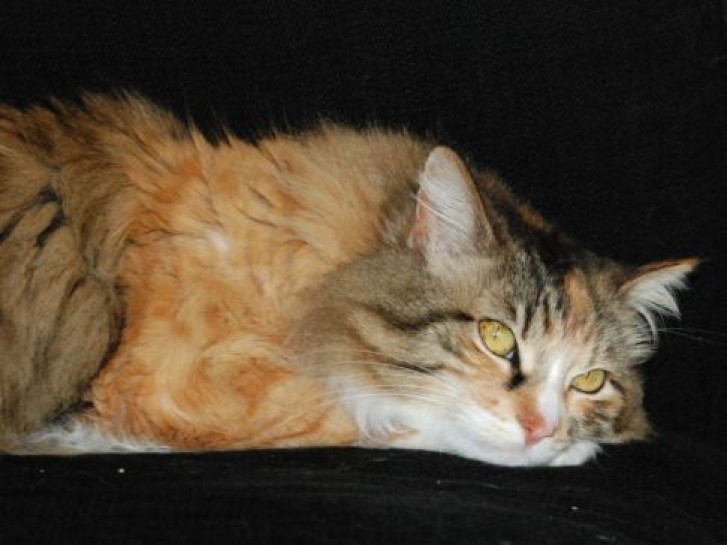 Picture of a cat / kitten / feline