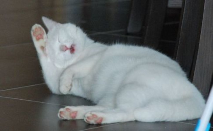 Picture of a cat / kitten / feline