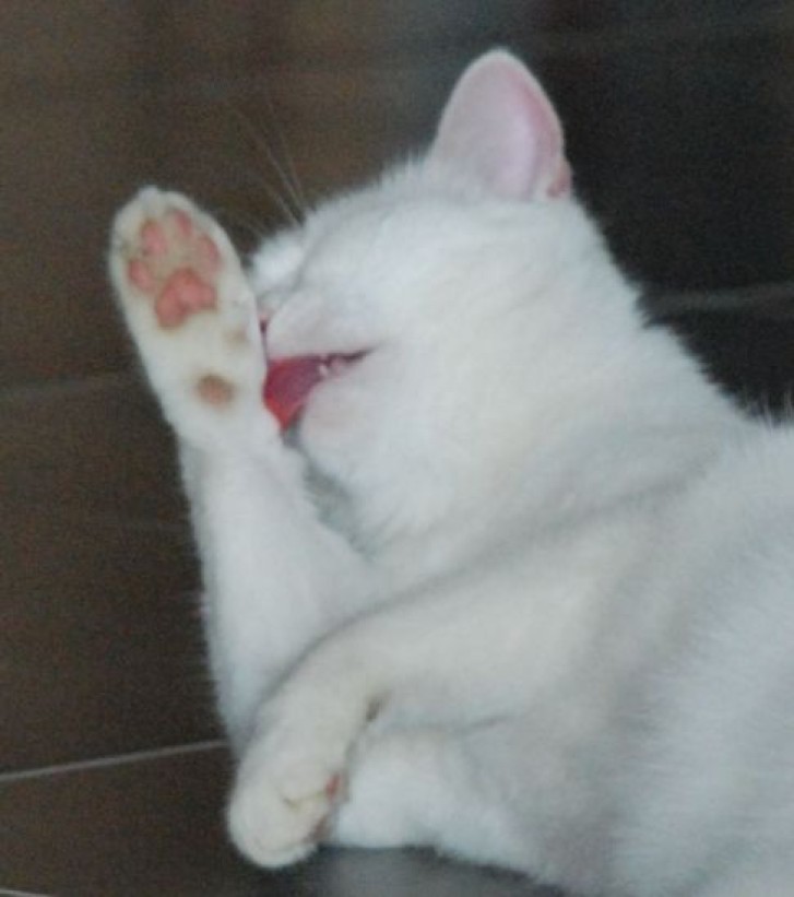 Picture of a cat / kitten / feline