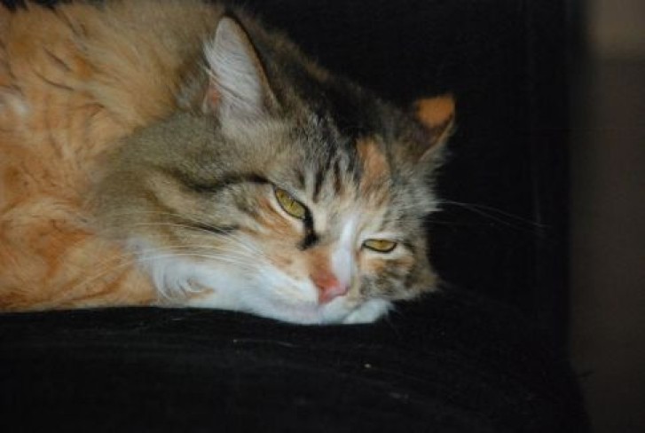 Picture of a cat / kitten / feline