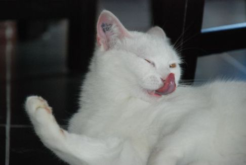 Picture of a cat / kitten / feline