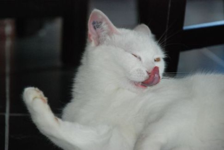 Picture of a cat / kitten / feline