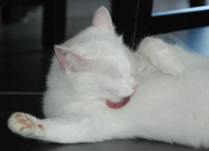 Picture of a cat / kitten / feline