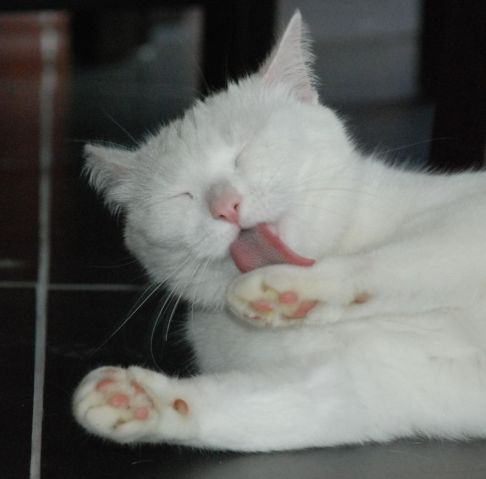 Picture of a cat / kitten / feline