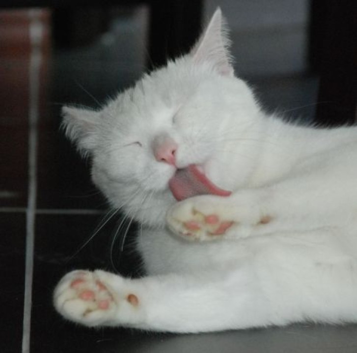 Picture of a cat / kitten / feline