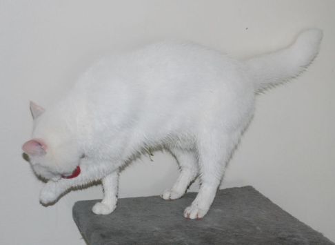 Picture of a cat / kitten / feline