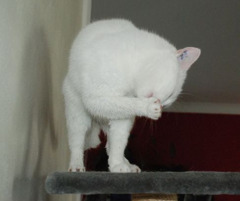 Picture of a cat / kitten / feline