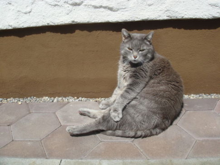 Picture of a cat / kitten / feline