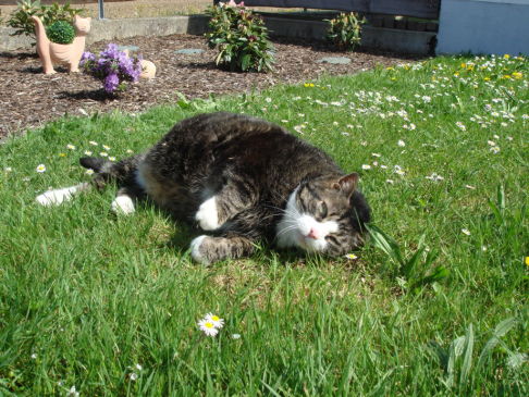 Picture of a cat / kitten / feline