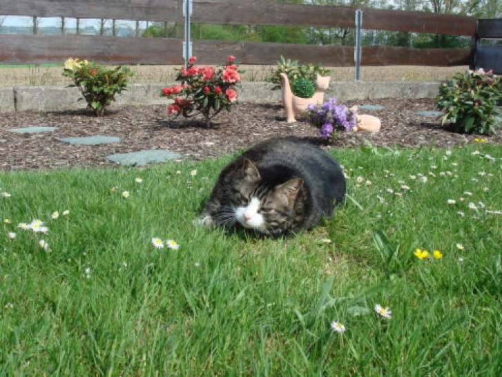 Picture of a cat / kitten / feline