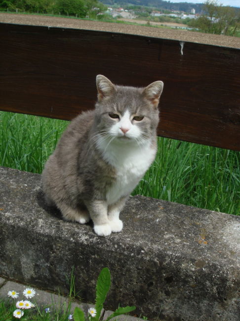 Picture of a cat / kitten / feline