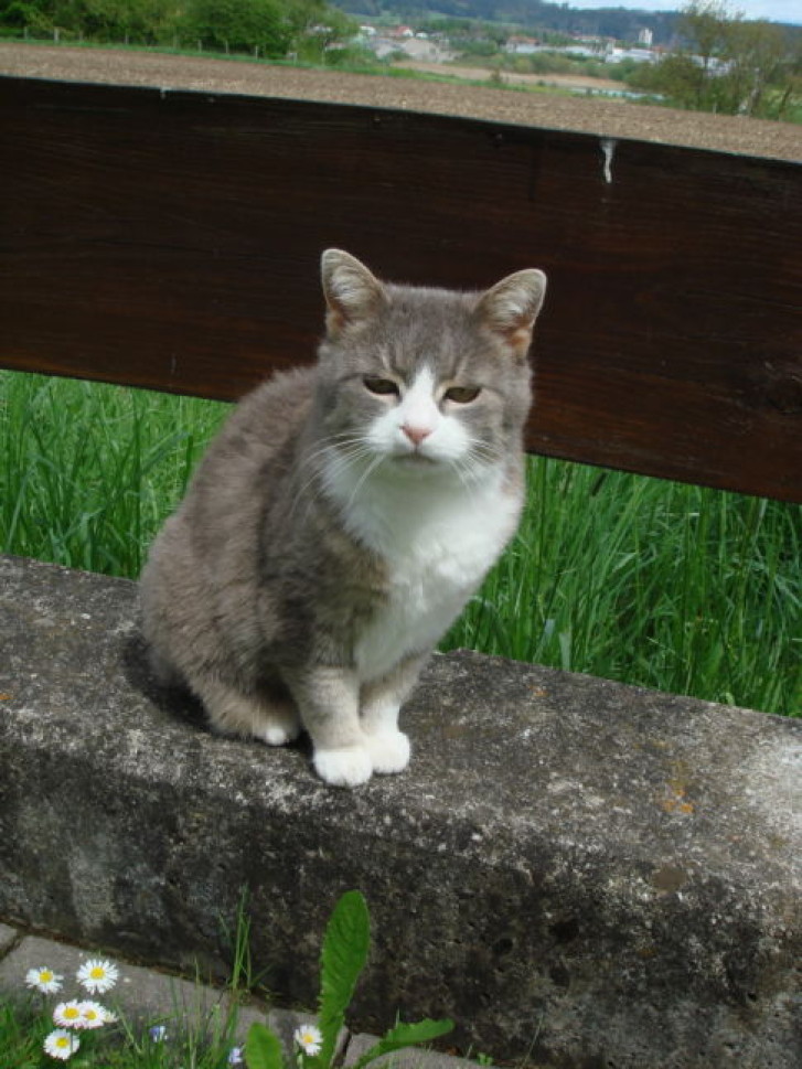 Picture of a cat / kitten / feline