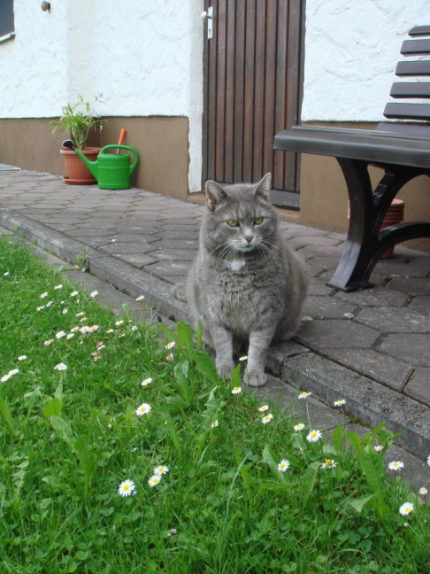 Picture of a cat / kitten / feline