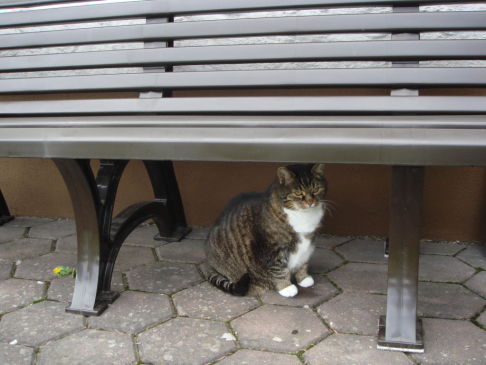 Picture of a cat / kitten / feline