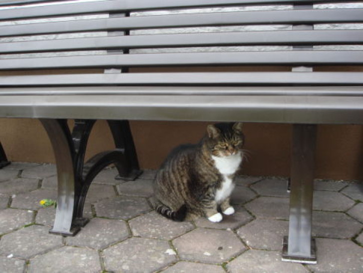 Picture of a cat / kitten / feline