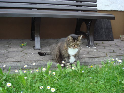 Picture of a cat / kitten / feline