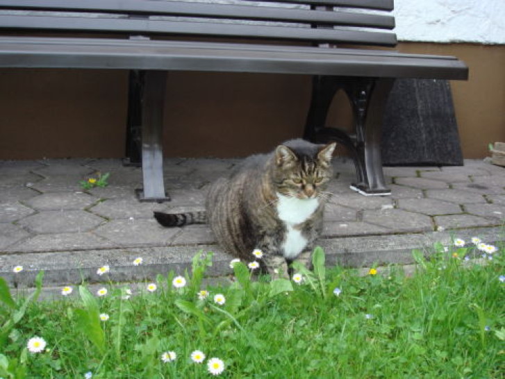 Picture of a cat / kitten / feline