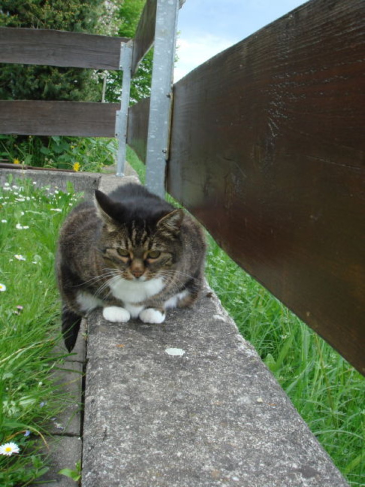 Picture of a cat / kitten / feline