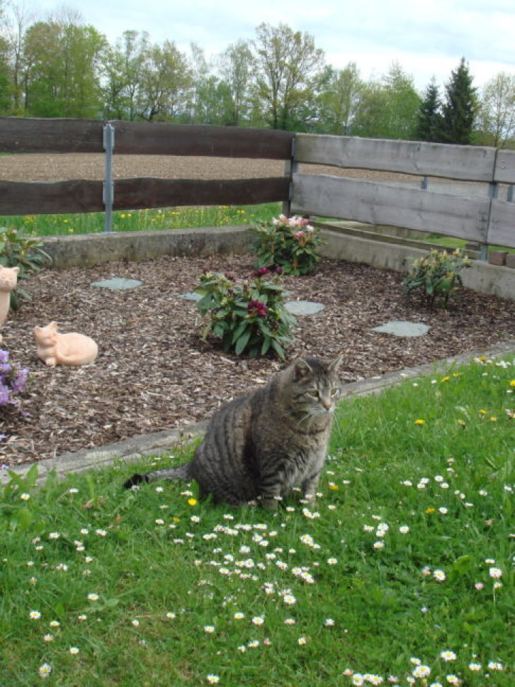 Picture of a cat / kitten / feline