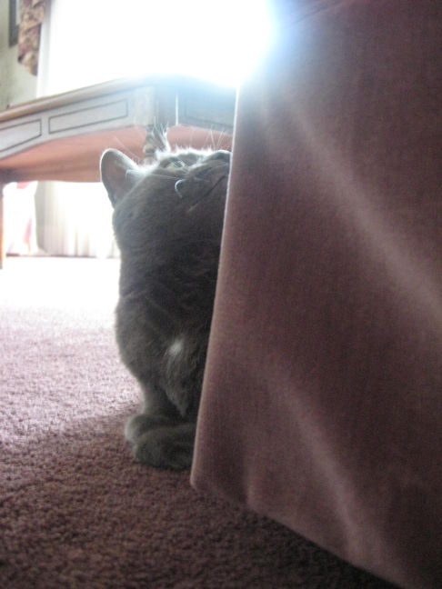 Picture of a cat / kitten / feline