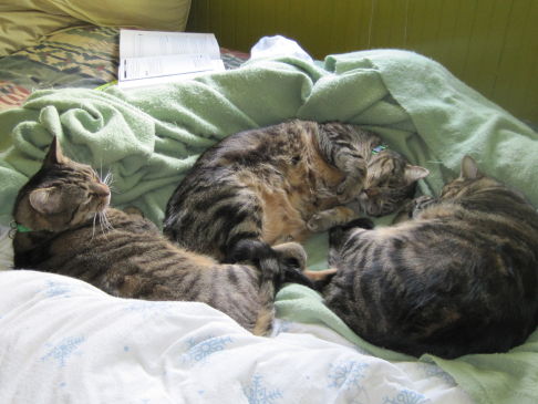 Picture of a cat / kitten / feline