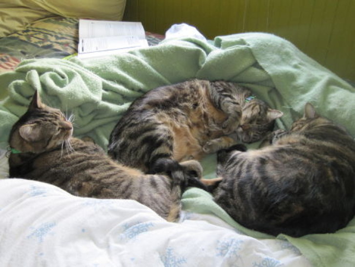 Picture of a cat / kitten / feline