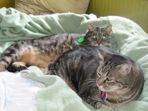 Picture of a cat / kitten / feline