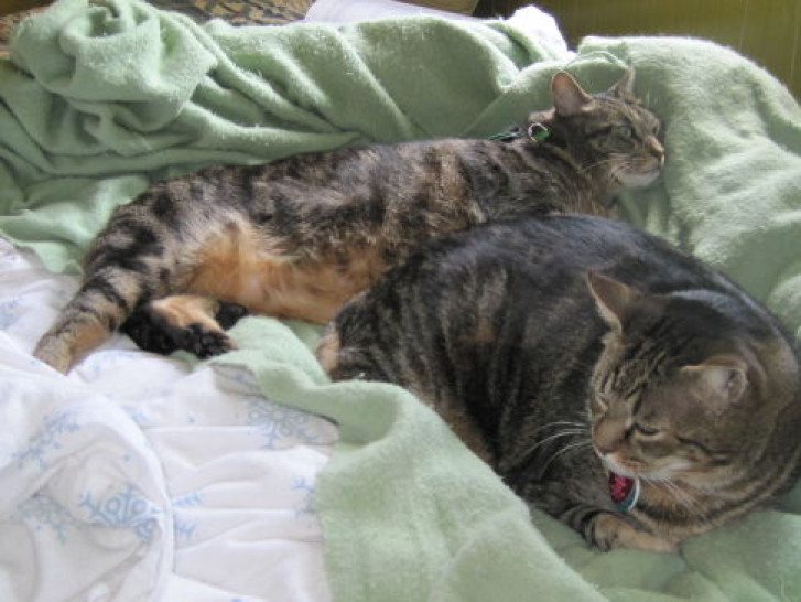 Picture of a cat / kitten / feline