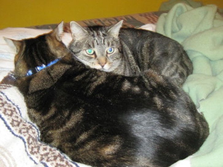 Picture of a cat / kitten / feline