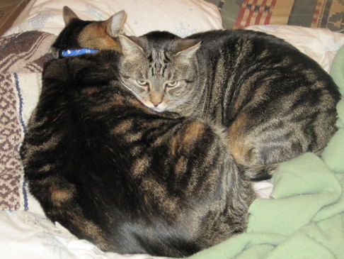 Picture of a cat / kitten / feline