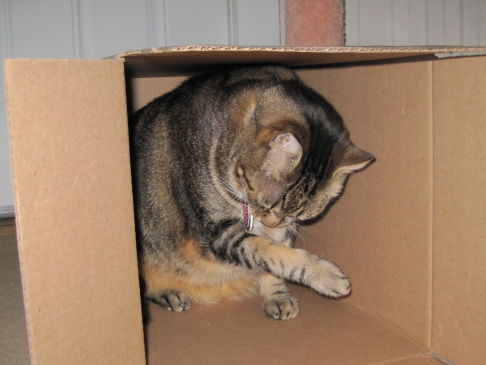 Picture of a cat / kitten / feline