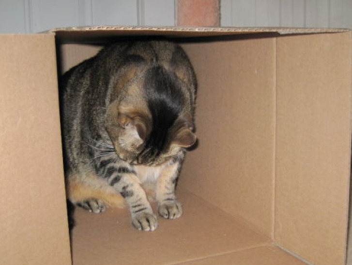 Picture of a cat / kitten / feline