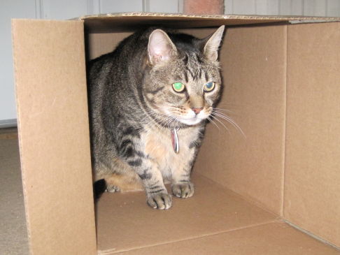 Picture of a cat / kitten / feline