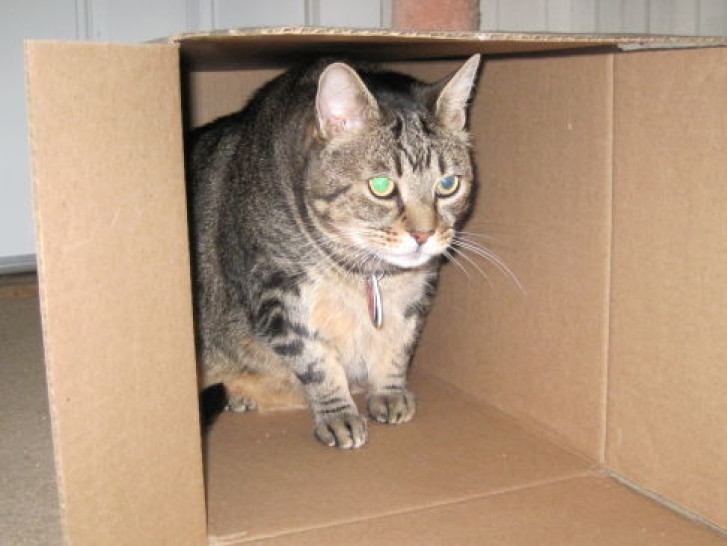 Picture of a cat / kitten / feline