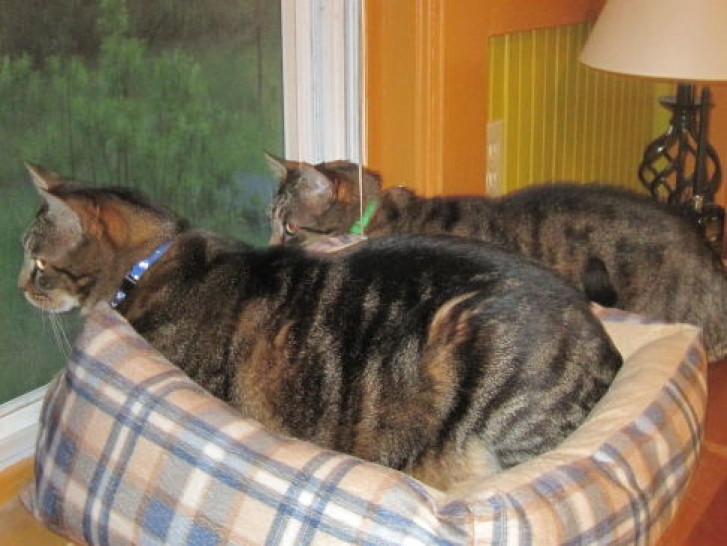 Picture of a cat / kitten / feline