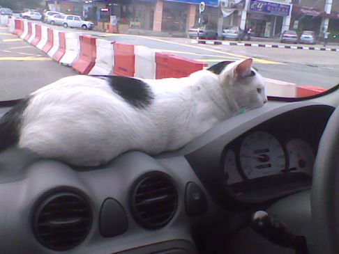 Picture of a cat / kitten / feline