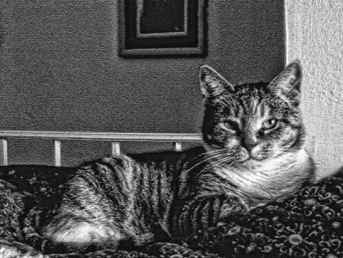 Picture of a cat / kitten / feline