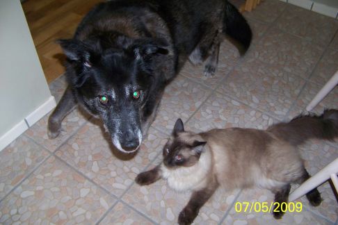 Picture of a cat / kitten / feline