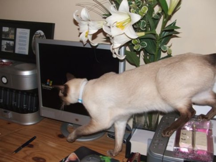 Picture of a cat / kitten / feline