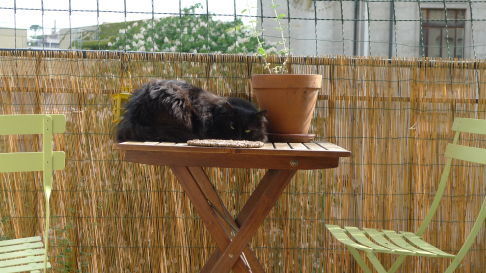 Picture of a cat / kitten / feline