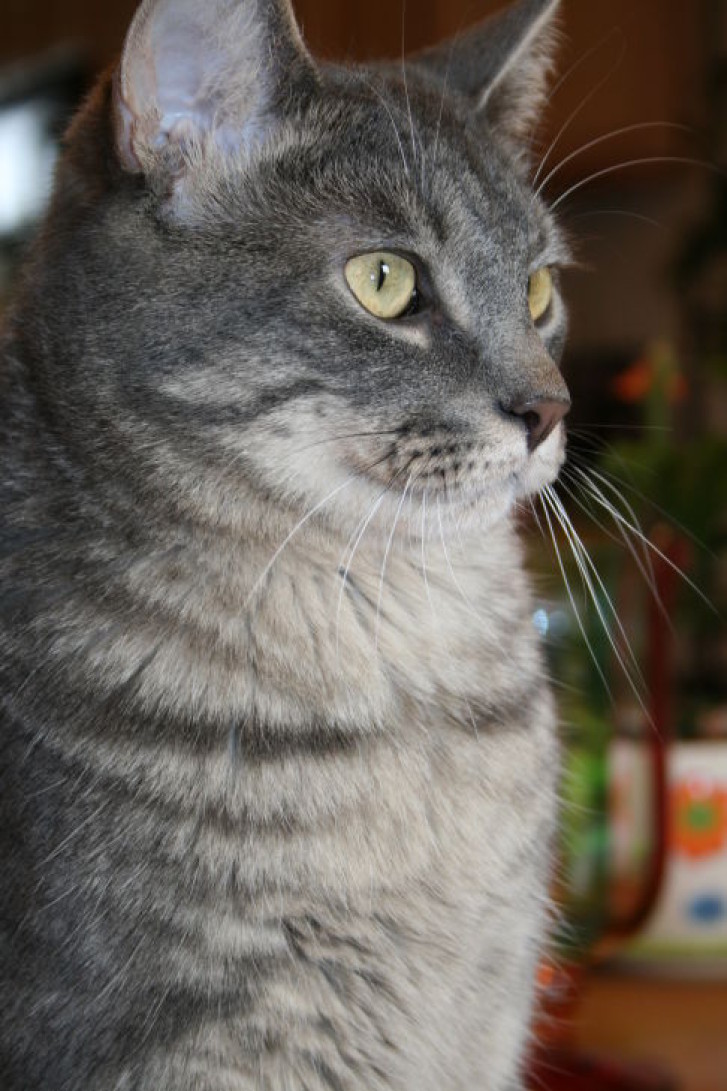 Picture of a cat / kitten / feline